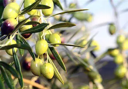 Oliven blatt extrakt