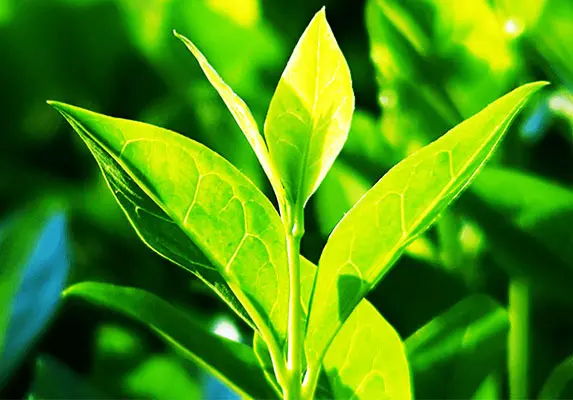 Grüner Tee-Extrakt