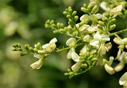 Sophora Japonica Extrakt