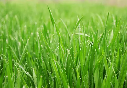 Bio-Weizen gras pulver