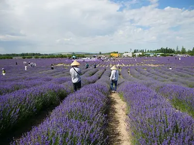 Wunderschöne Lavendel farm Im Nordwesten Chinas beginnt die Ernte neuer Pflanzen bald innerhalb einer Woche.