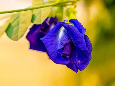 Ein wichtiger Meilenstein für die Lebensmittel industrie-FDA genehmigt natürliche blaue Lebensmittel farbe von Schmetterlings pien blume.