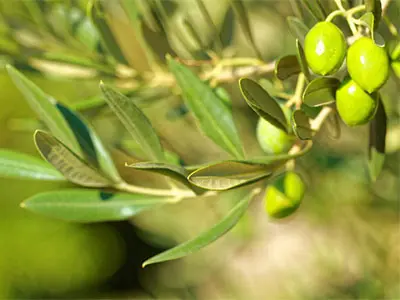 Dinge, die Sie nicht über Olive Leaf Extract wissen