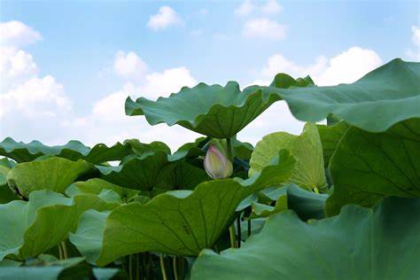 Die Vorteile von Lotus blatt pulver und geeigneten Menschen