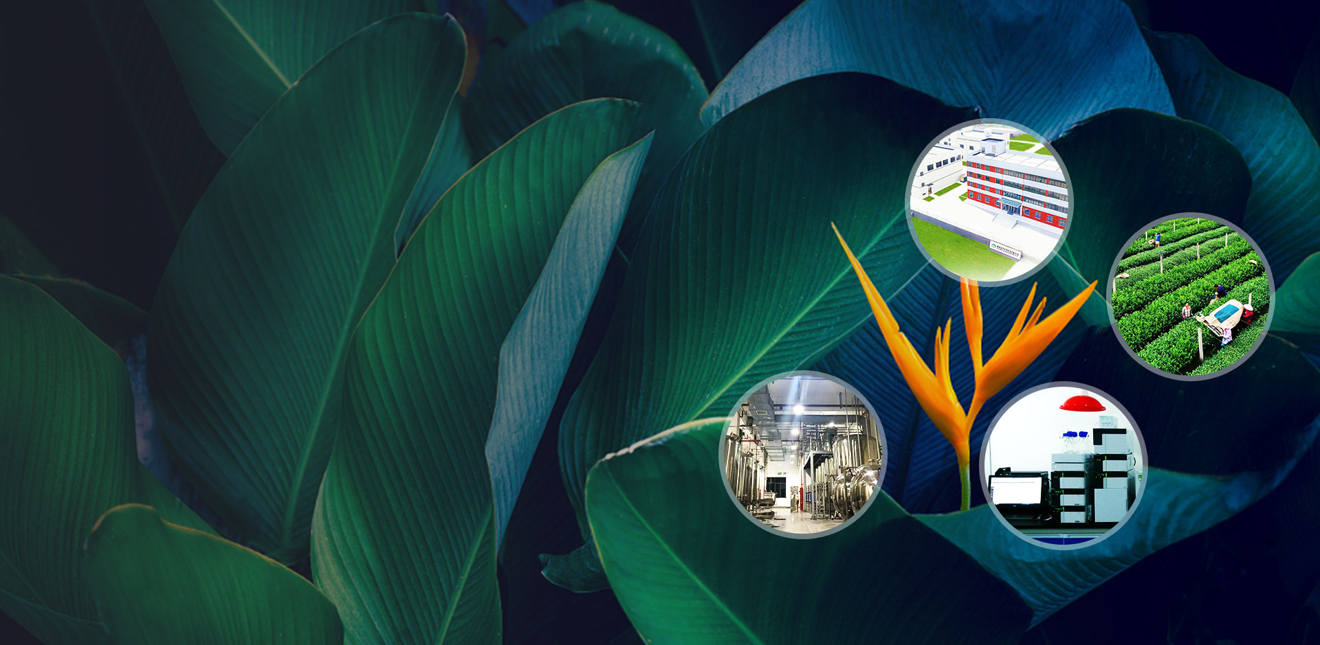 Profession eller Hersteller von natürlichen Inhaltsstoffen