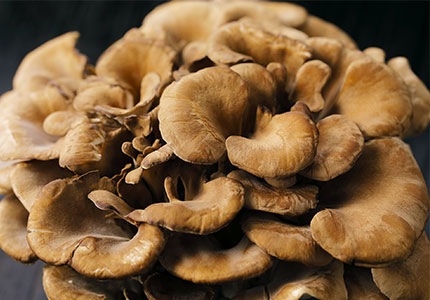 Aufdeckung der Kraft des Maitake-Pilz extrakts: Ein Blick auf Geschichte, Wissenschaft und Qualitäts standards
