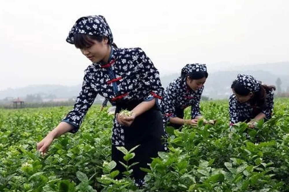 Jasmine Flower Powder Picking