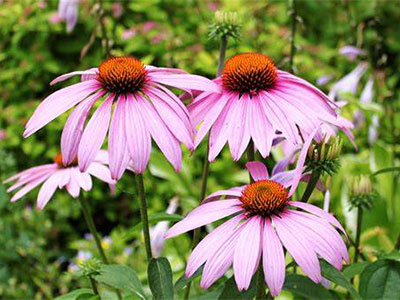 Erkundung der wissenschaft lichen und gesundheit lichen Vorteile von Echinacea-Pulver