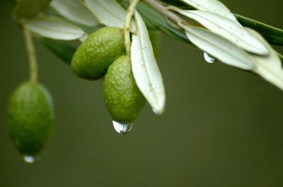 Was Sie nicht über Olive Leaf Extract wussten