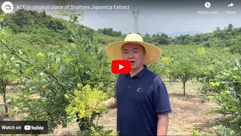 ACE an der ursprünglichen Stelle von Sophora Japonica Extract