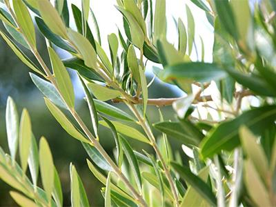 Olive Leaf Extract-Vorteile für eine bessere Gesundheit und Haut
