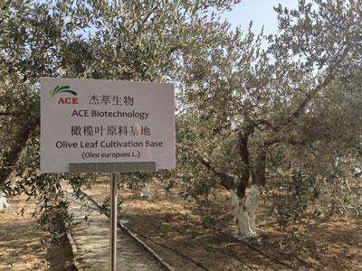 Wie begann der Olivenbaum in China zu kultivieren?