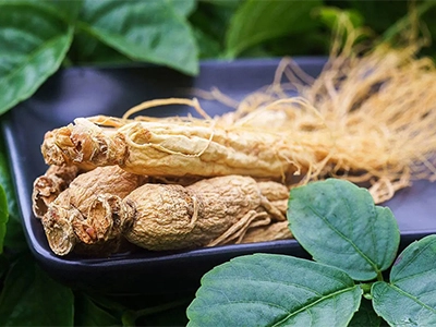 Was ist die Wirkung von Panax Ginseng-Extrakt?