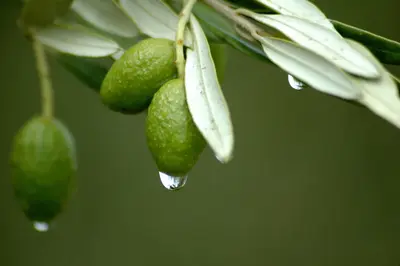 Olive Leaf Extract hilft, Herz-Kreislauf-Erkrankungen und Blut hochdruck zu verhindern