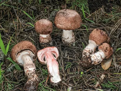 Was sind die Auswirkungen von Agaricus-Extrakt auf den menschlichen Körper?